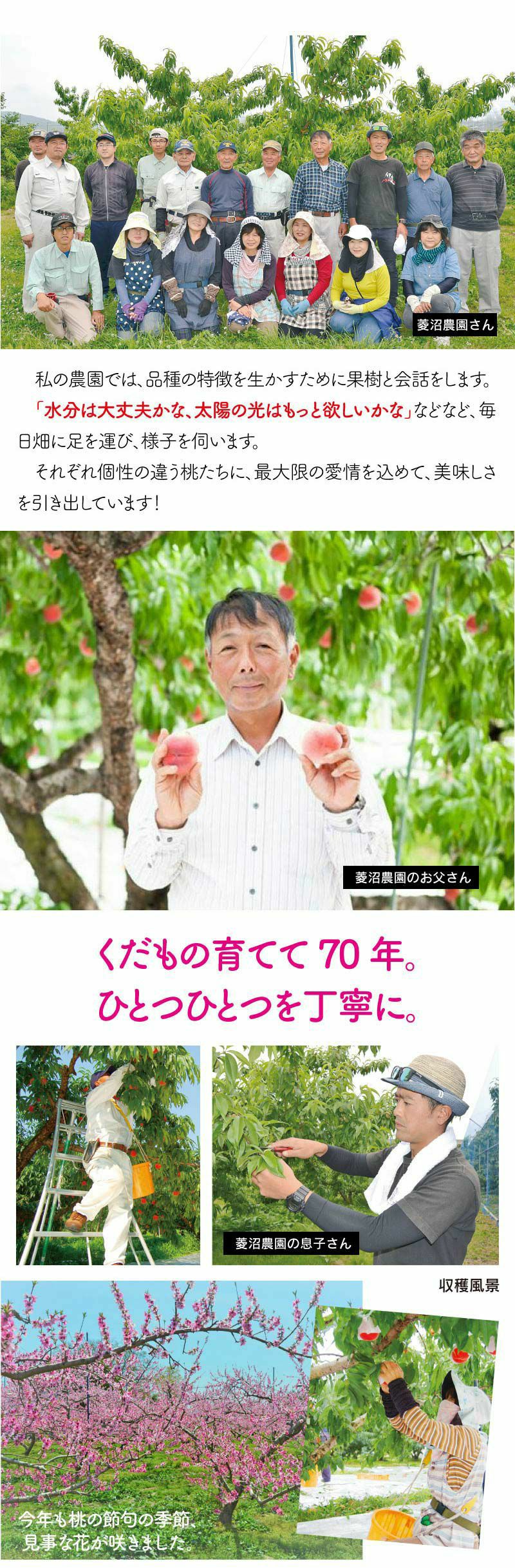 福島の桃 黄金桃 1kg（3玉から5玉） ＜送料無料・冷蔵便・クール代別途