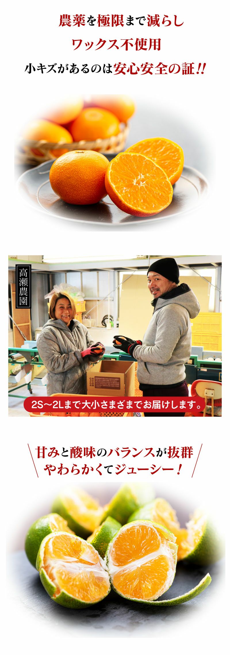 完熟温州みかん 2kg 送料別 ＜10月上旬頃から順次出荷＞ 国産 ミカン