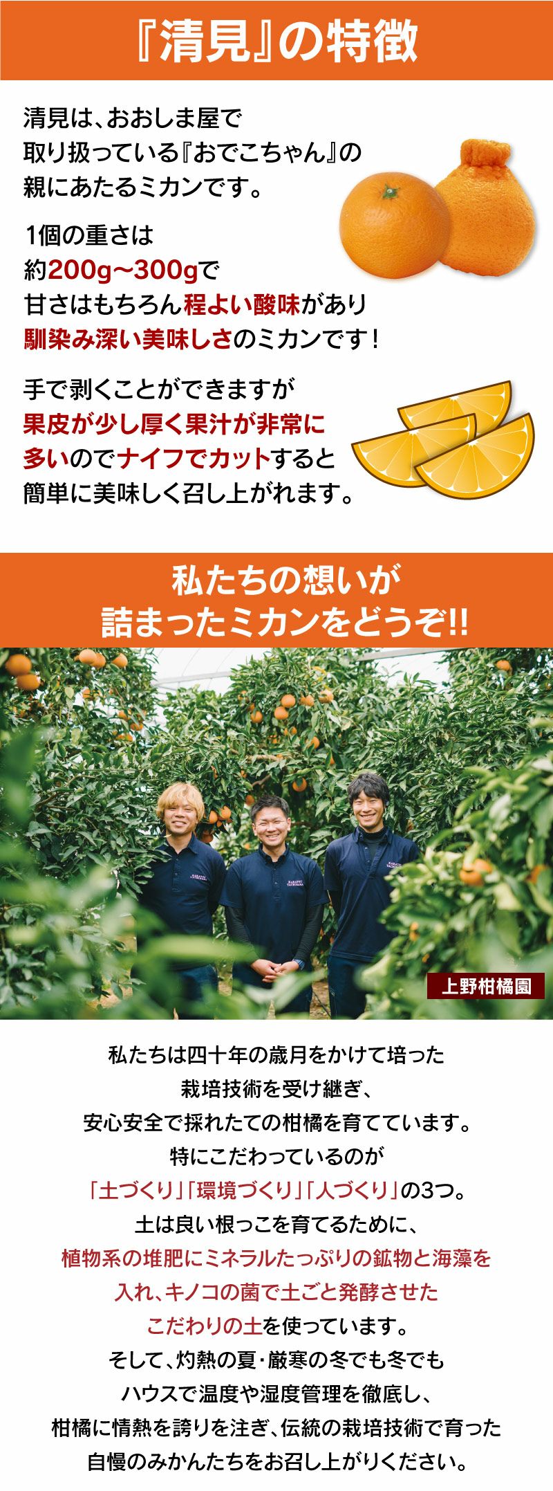 佐賀県産 上野さんちの清見ちゃん 3kg 送料無料（約9玉-15玉入り）大小