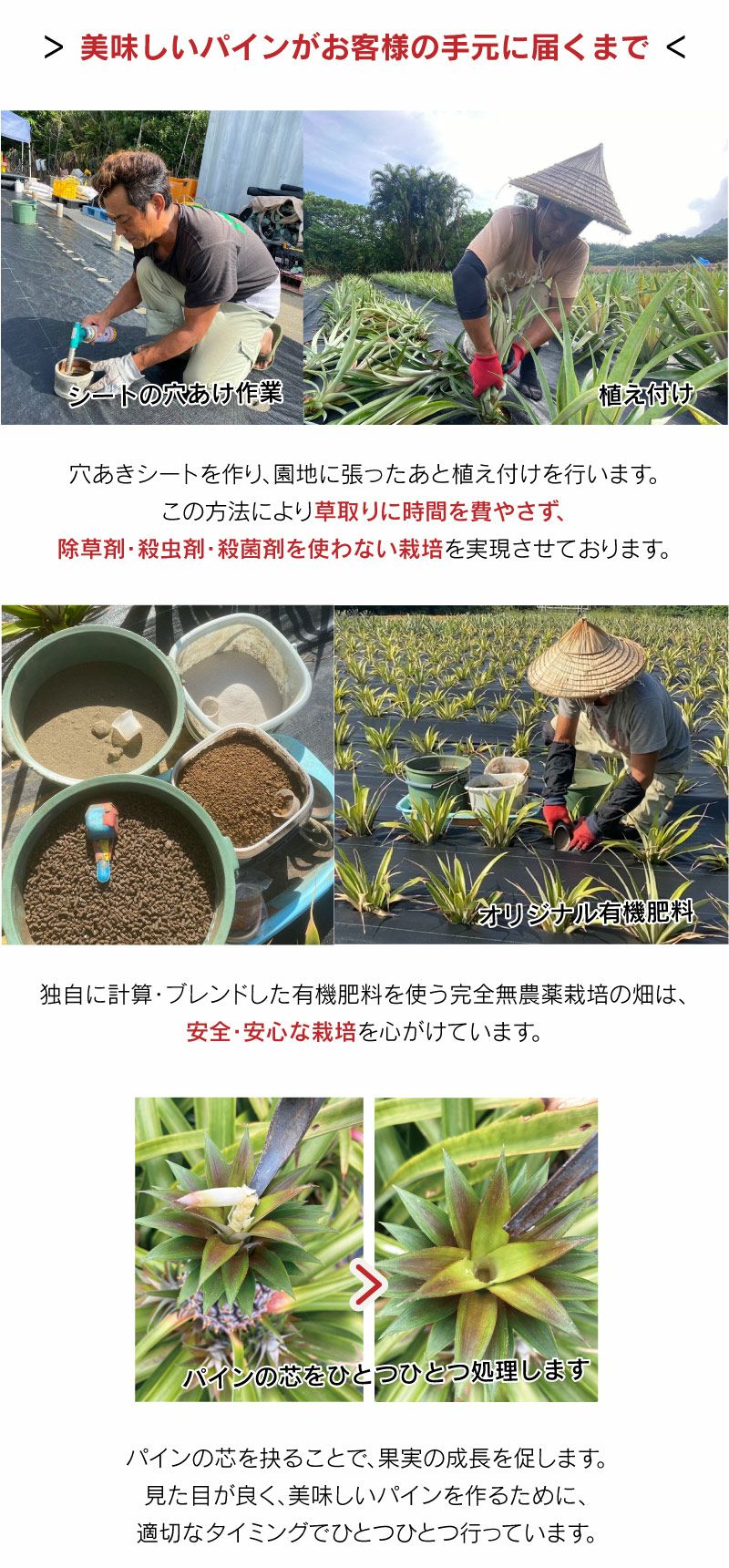 沖縄 西表島産 有機オーガニック認証 JAS プレミアム ピーチパイン 2.5