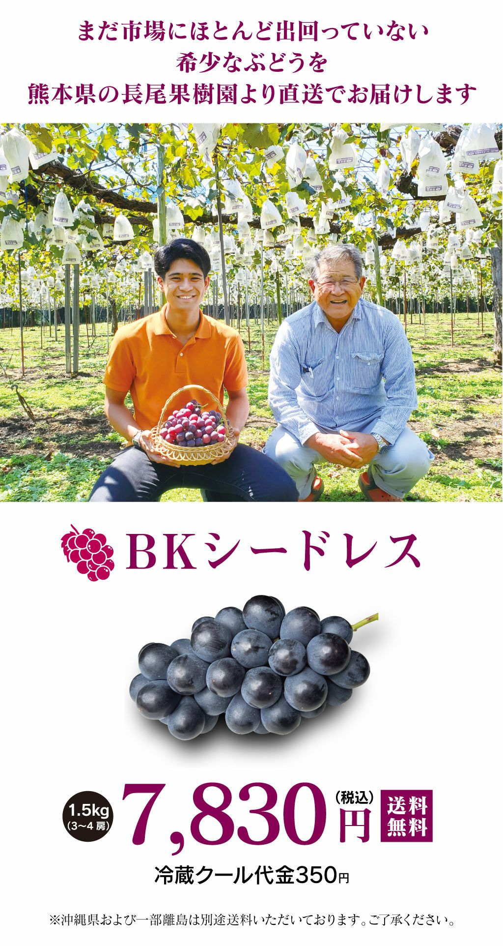 BKシードレス 1.5kg 3-4房 ＜送料無料・クール代別＞ 9月中旬から順次