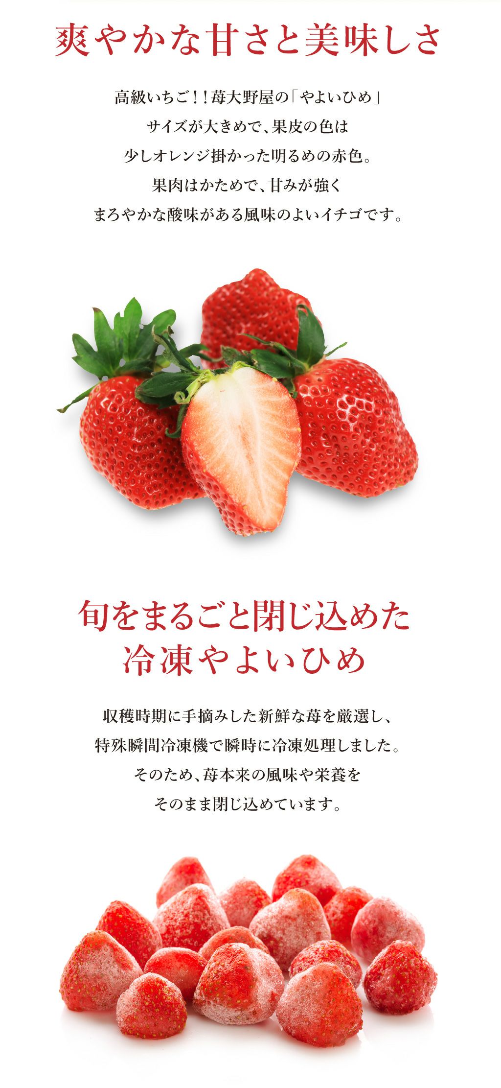 【専用】宮崎の甘熟冷凍いちご 10kg やよいひめ 冷凍いちご やよいひめ 1.6kg （加工向け） 送料無料 クール代別