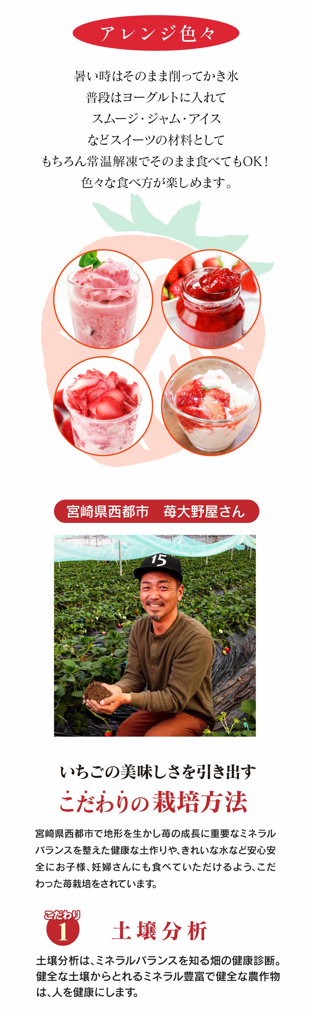 冷凍いちご やよいひめ 1.6kg （加工向け） 送料無料 クール代別 ※直送