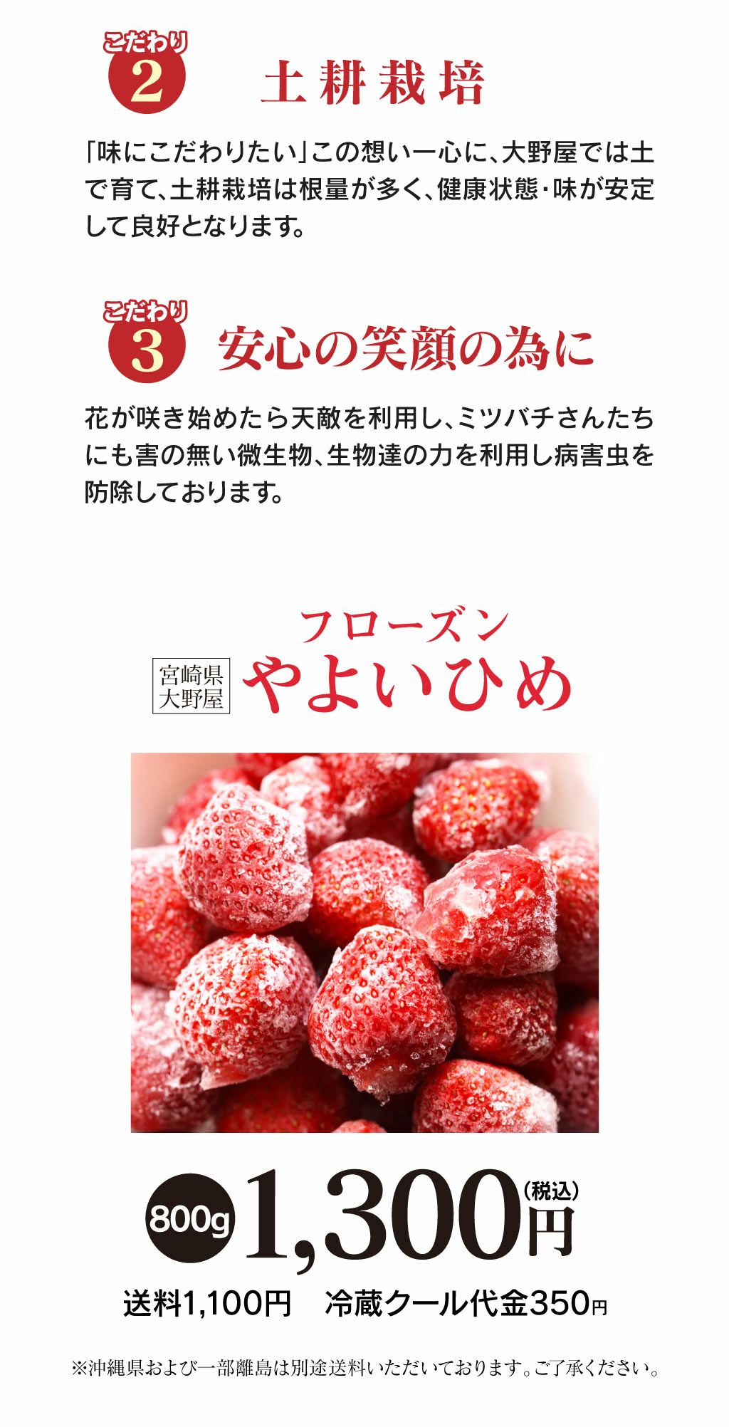 冷凍いちご やよいひめ 800g （加工向け） 送料・クール代別 ※直送の
