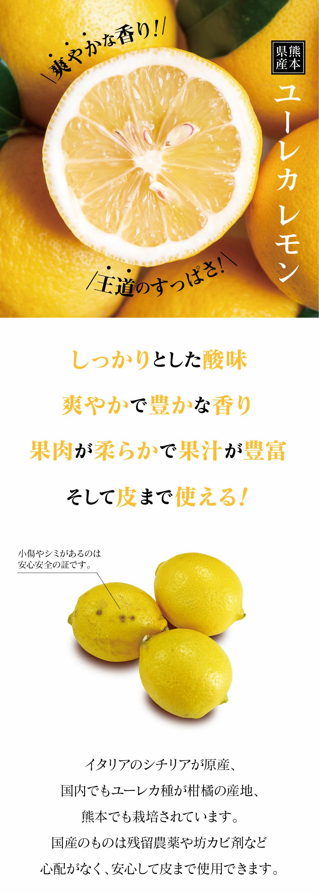 国産 レモン 熊本産 100kg 送料無料 ＜10月上旬より順次出荷
