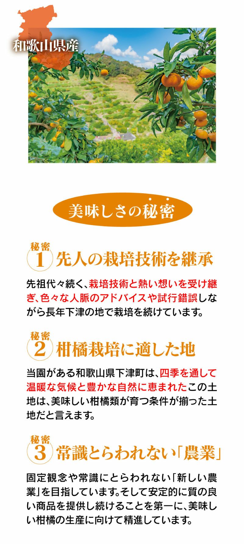 温州みかん 蔵出しみかん 2kg 送料別／同住所に2セット以上で送料無料