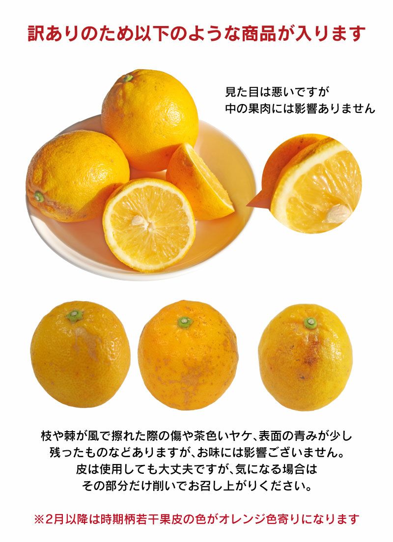 食品 超訳あり 和歌山県産 レモン 40kg サイズ混合 れもん 檸檬 みかん
